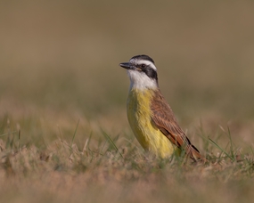 枯萎草丛间站立的野鸟图片